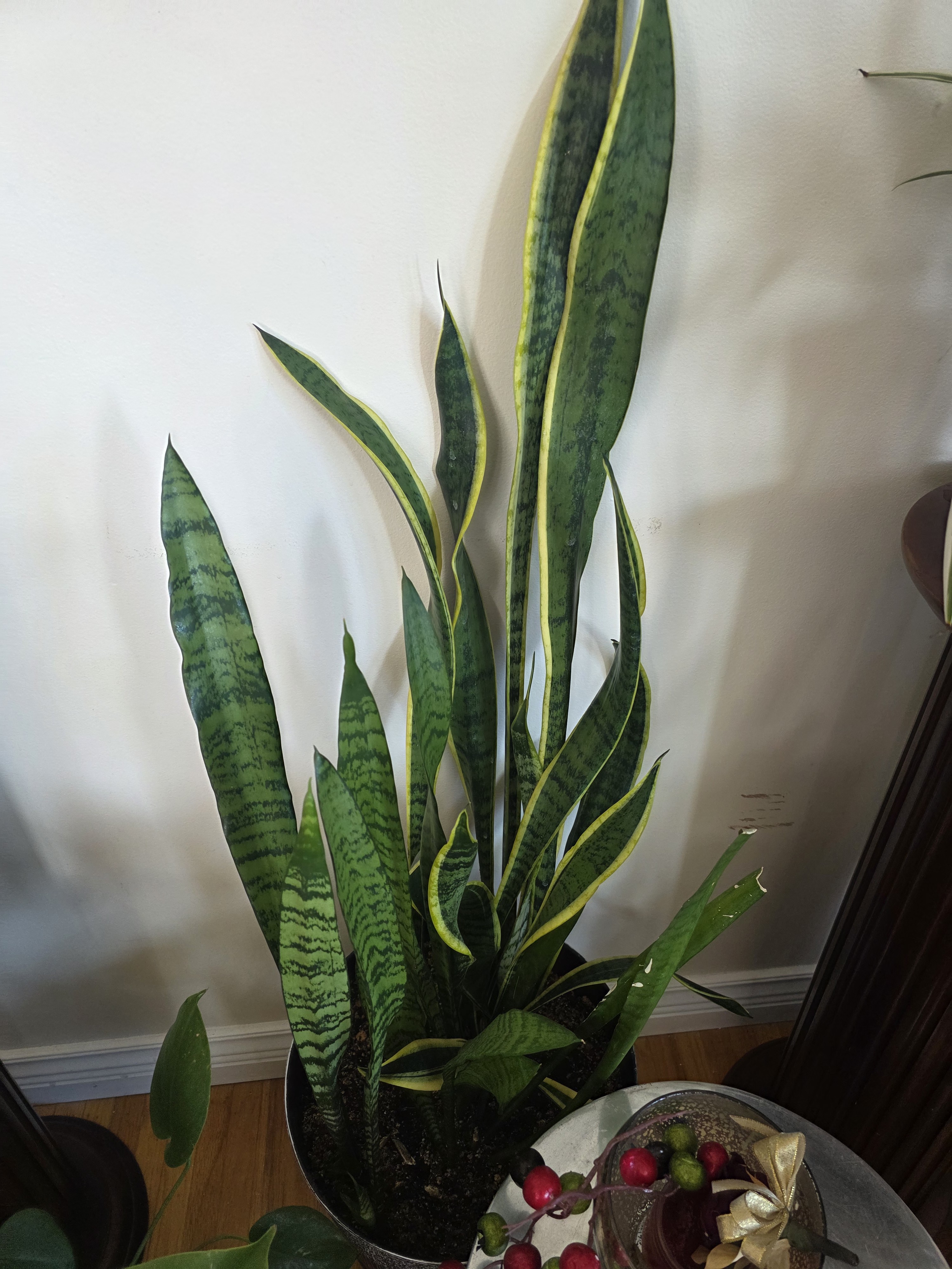 Sansevieria, Tall