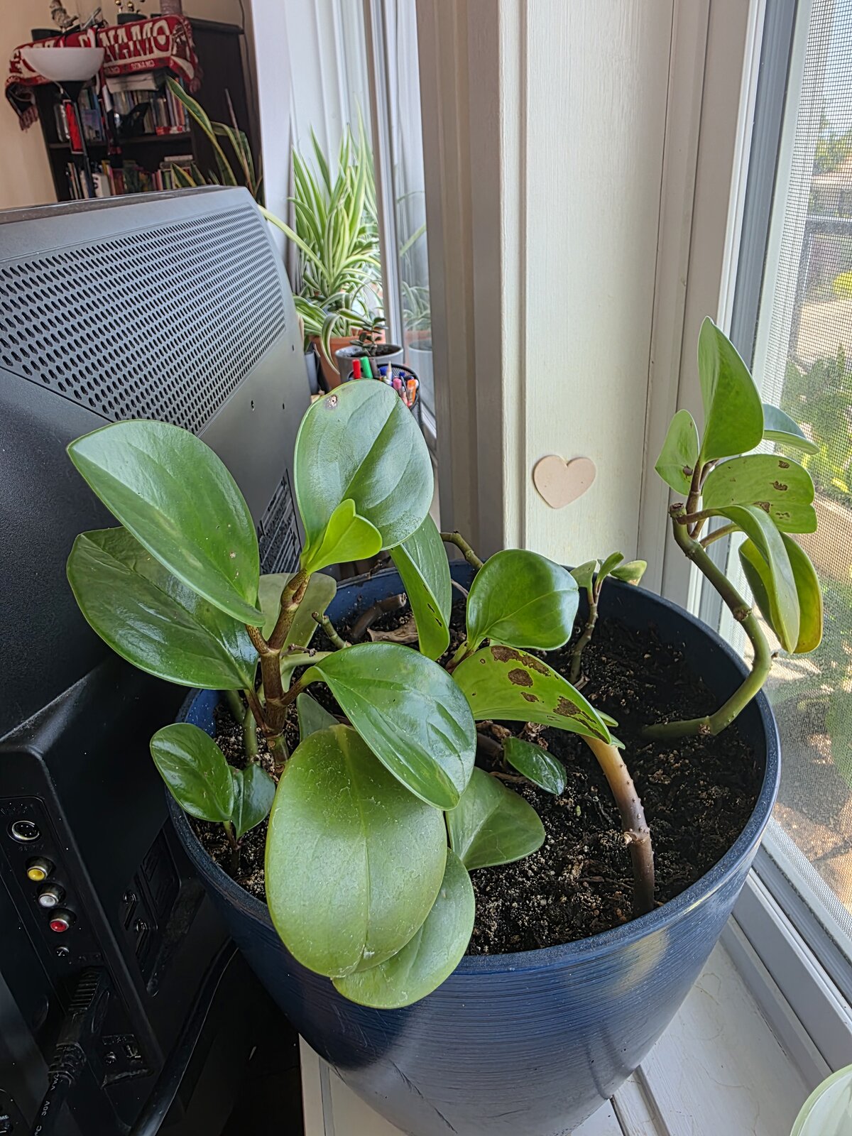 Peperomia Obtusifolia