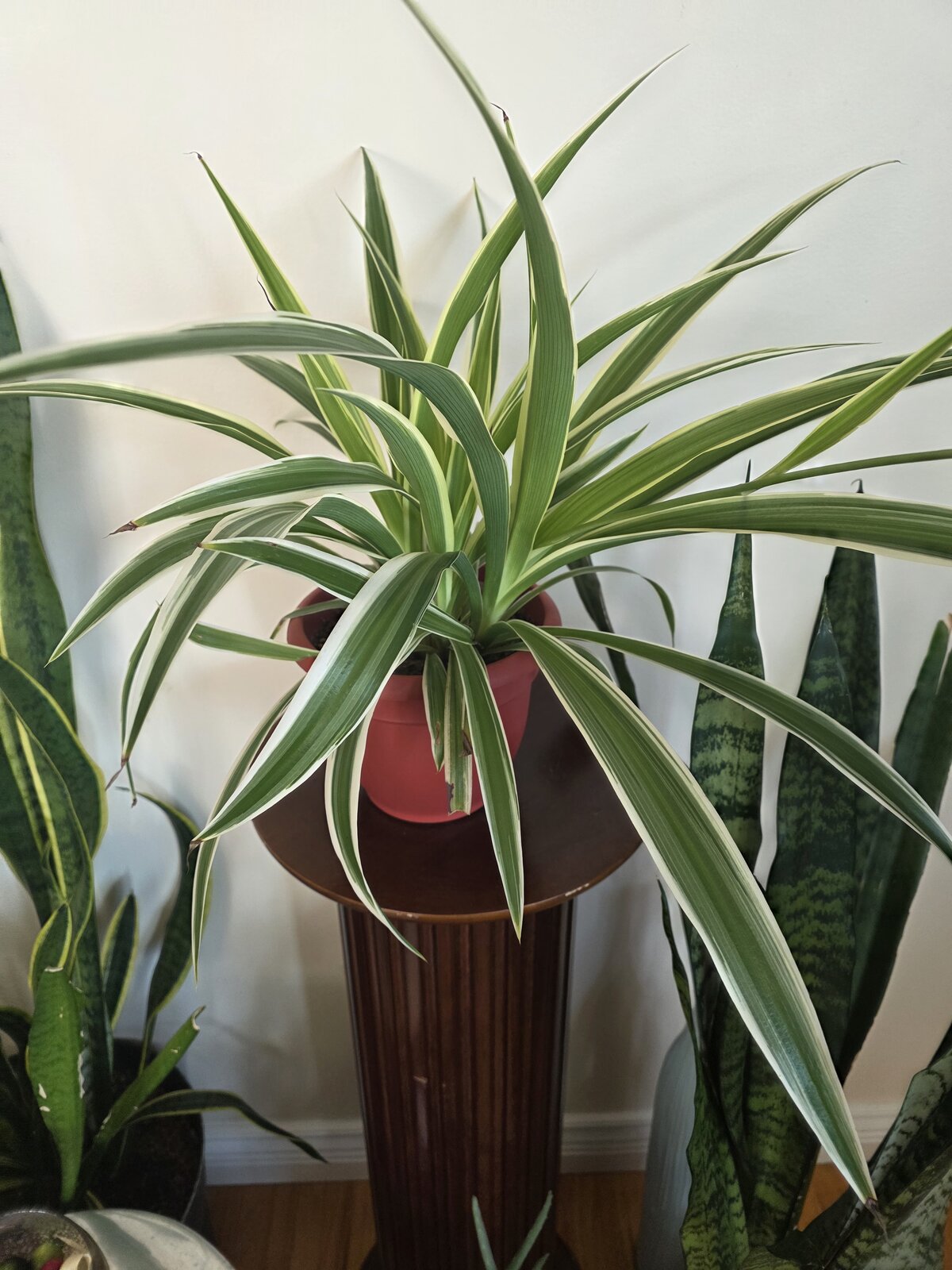 Variegated Spider Plant