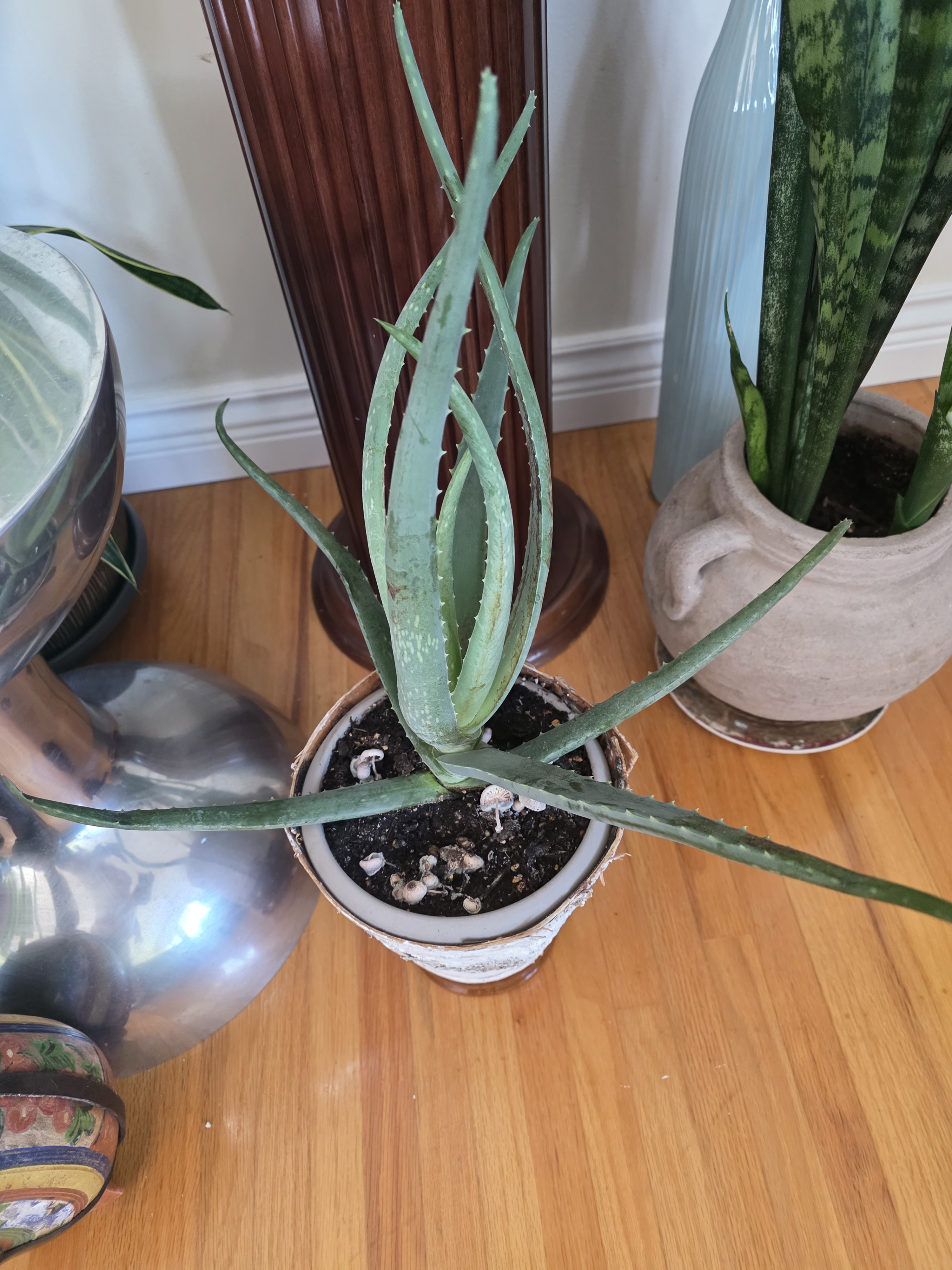 Aloe Arborescens